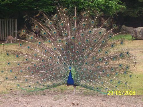 I am more prettier than those Kangaroos - As soon as I got my camera out, he came down and started to show off for me!