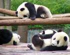 panda - lovely panda