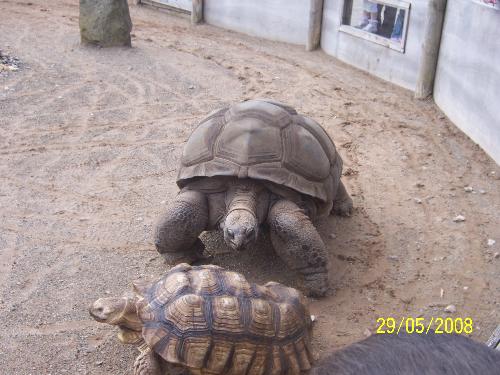 He is the boss of the tortoise pen - He is huge is he not? how on earth do they get about with those big shells on them?