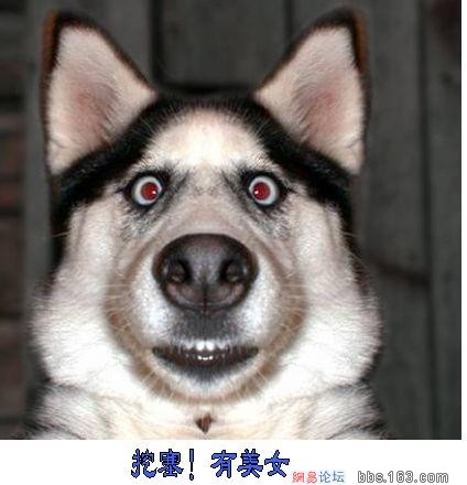 a clever dog - ...