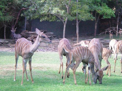 Animals at the Ft Worth Zoo and their habitat. - This is a picture taken at the Ft Worth Zoo showing the animals natural habitat!