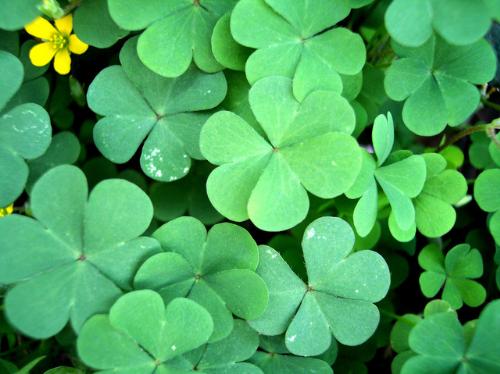 Four Leaf Clovers - A symbol of good luck, four leaf clovers