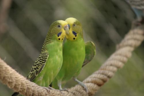 Parakeets - Green parakeets having fun