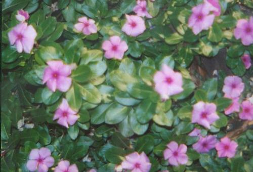 Pink Flowers - Pretty pink flowers