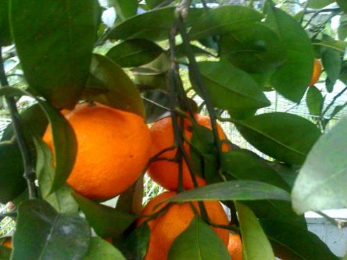 Satsumas growing on tree - Satsuma fruit growing on tree