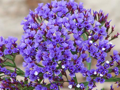 Desert Flower! - The photo is a blue flower