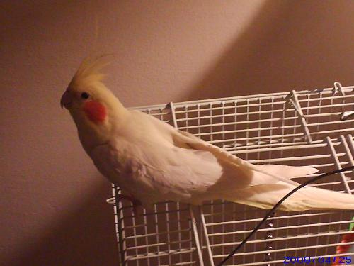 My Cockatiel Bird - This is a picture of my Cockatiel sittnig on his cage.