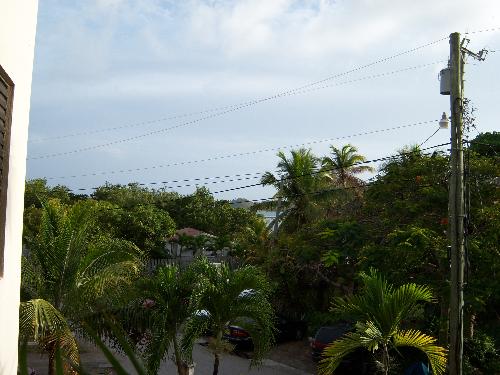 palm trees - These palm trees are so green and luscious looing.