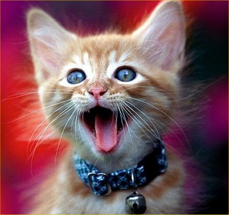 funny cat - I found this picture and I thought it was cute.