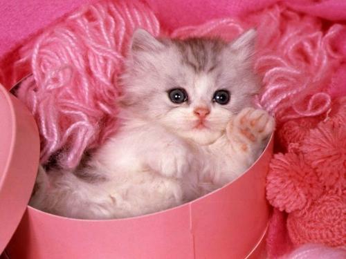 my lovely cat - How I wish this is mine but actually it's not..it's someone else's but anyhow I'll just post this picture for everyone else to see!