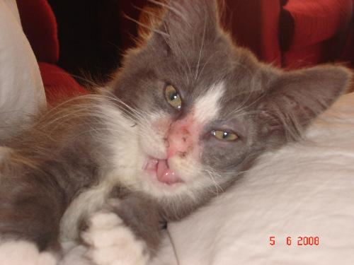Alfred - My kitty.