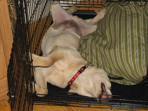 Price in his cage sleeping - My lab Price sleeps in the funniest positions. Look at him here. I think he must have been hot. He was just a puppy in this picture. He has gotten so big and had to be put in his own playing area outside. I miss those days when he was a small puppy. Finding this photo made me smile. I miss him being this litte. In this picture you cannot tell how small he is. He looks pretty big but he really is not that big.