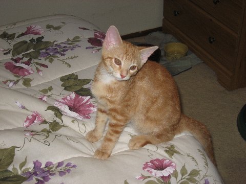 Chip - Nilla's brother