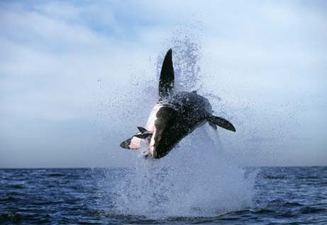 great white - breaching