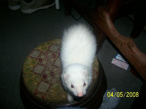 pets - Our Ferrit Wanda(around) wondering what she just did and why it was wrong (cute)