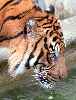 tiger - Tiger denotes myself
