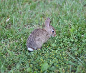 Elton Bunny - Our little bunny friend, who is wild, but likes to sit by us when we are outside. He doesn't seem to mind his name, Elton. Elton loves to eat clovers and comes around every day.