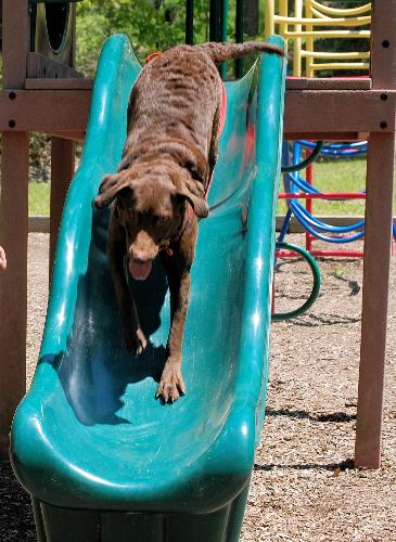 tinker on the slide - she loves going down the slide at the campgrounds and at the park