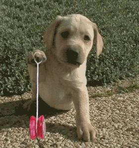 yoyopuppy - yoyo puppy