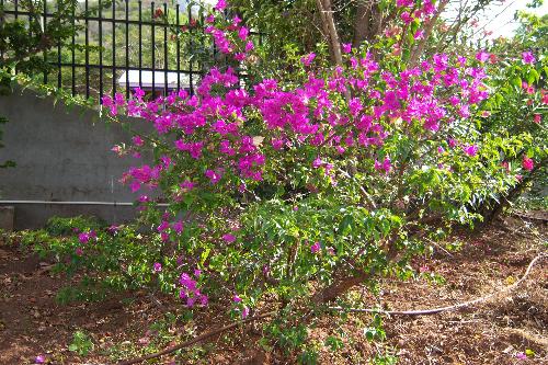 The bouganvillea plant - This picture was taken adjacent to my home in a park. This is a purple bouganvillea; when I saw it I just couldn&#039;t pass it up for it was so beautiful.There are other colors like yellow, red, white, pink and orange.
They make beautiful out door plants.