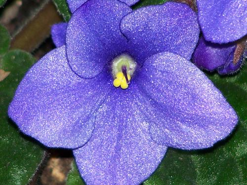 Bright Blue Flower - Single bloom blue flower