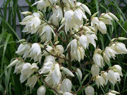 White Flower - White flowers