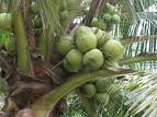 Coconut - This is the famous fruit in the Philippines,the coconut tree Coconut - This is the famous fruit in the Philippines,the coconut tree
