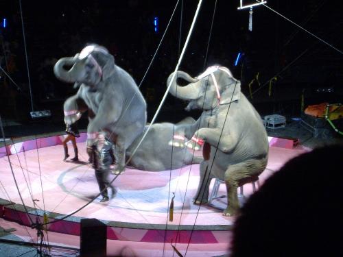 circus with elephants in town  - circus with elephants in town