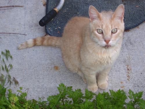 Tiger, who likes to swing. - This is my oldest cat, his name is Tiger. Tiger likes to swing, or come into the car window when we get home.