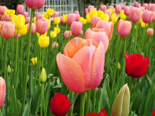 tulip - On this spring , all kinds of tulips blosslmed out beautifully!