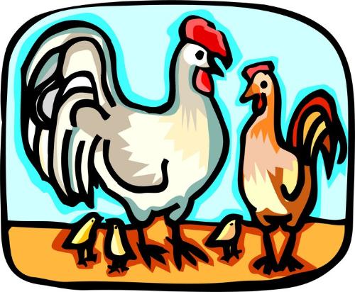 Chickens - the Chicken is a domesticated fowl likely descended from the wild Indian and souteast Asian Red Junglefowl and the related Greay Junglefowl. Traditionally it has been widely accepted that the chicken was descended solely from the formaer, has hybrids of both wild types tended toward sterility; but recent genetic work has revealed that the genotype for yellow skin present in the domestic fowl is not present in what is otherwise its closest kin, the Red Junglefowl. it is deemed most likely, then, that the yellow skin trait in domestic birds originated in the Grey Junglefowl.