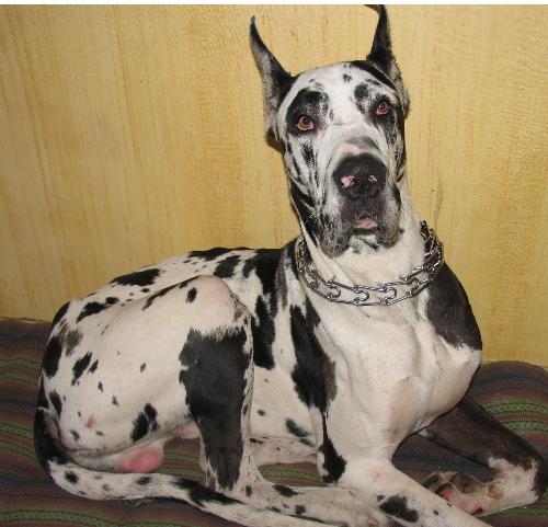my greatdane - its name is Fanagoria Nabis