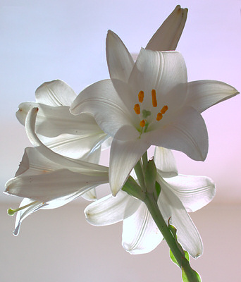 gigli white - gigli white photo..l