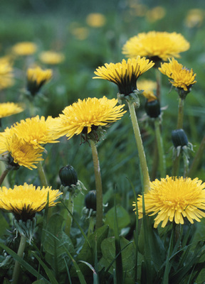 Dandelion - The English name dandelion is a corruption of the French dent de lion[3] meaning lion's tooth, referring to the coarsely-toothed leaves