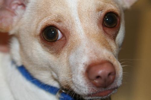 Trixie - This is my dog Trixie. She's a chihuahua terrier mix.