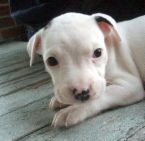 misunderstood sweetness - Pitbulls are so misunderstood. It isn't the dogs thatare bad it is the owners who train or do not train them.