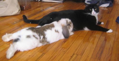 Cat and Rabbit - This is my rabbit and my sister's cat