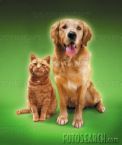 CAT AND DOG - CHOOSE ANY ONE.