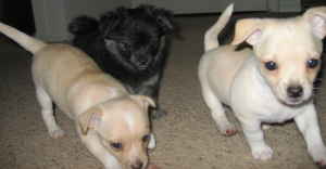 Chihuhua puppies - Three absolutely adorable puppies.