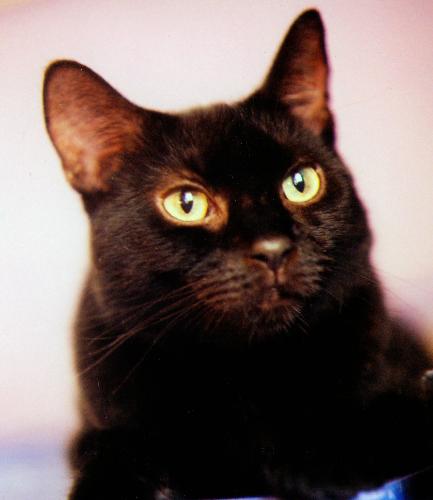 Pyewacket~ Me The Birthday Boy - image of my Pyewacket a black kitty Pyewacket~ Me The Birthday Boy - image of my Pyewacket a black kitty