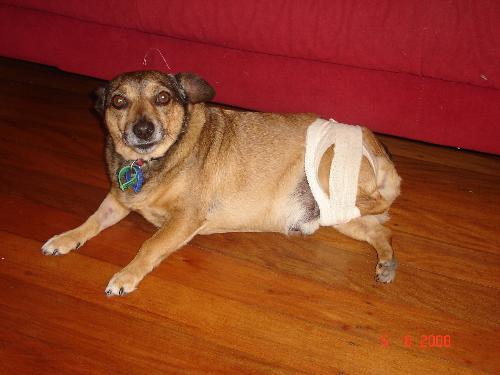 Eddie - Edward my baby dog,