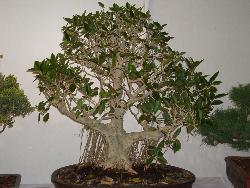 Bonsai - Identify this tree and guess the age..