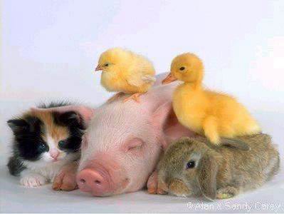 Learn to live in harmony with different people - A important lesson which will be helpfull in life.