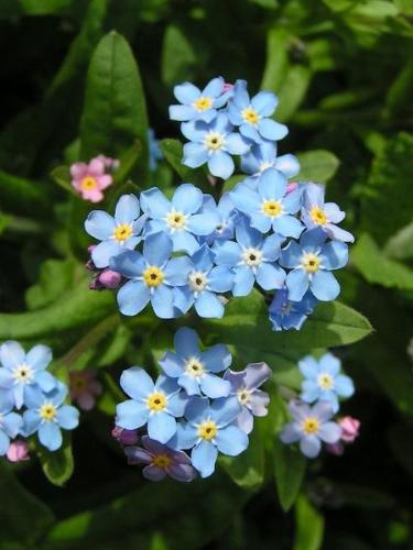 Forget-me-not - this flower has a meaningful name---don't forget me