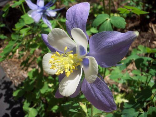 Aquilegia caerulea - i never seen this flower before,but it's beautiful,isn't it?