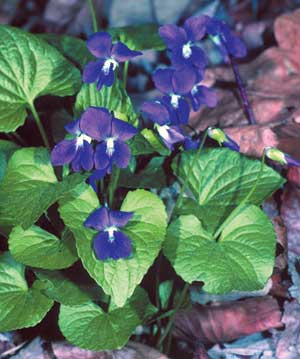 Violet - the famous Violet--one of my favorites
