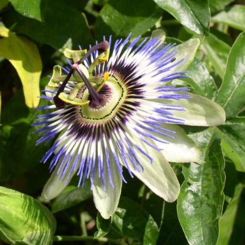 Passionflower - is it flower? a little strange.