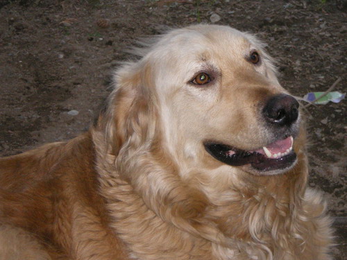 Maxxx the Wonder Dog - Here is Maxxx, the fierce and aggressive watch dog of our neighborhood. He is mixed Golden Retriever and something we have not fully identified. Sometimes we joke that he is stupid because he is not always so bright in his behavior as we think he should be. However, when it comes to loyalties, this dog knows who loves him and feed him, and he is quick to protect us from people who don't belong around here.
