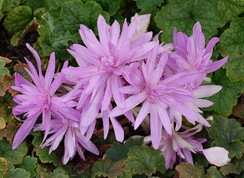 Autumn Crocus - Photographed in Hyde Park, London, October 2007