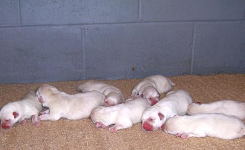 lab puppies for sale - lab puppies for sale are here if any one wants please contact...always there for u